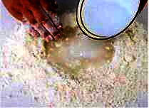 Galette dengan Wijen - Step 1